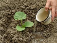 Когда и как лучше сажать кабачки на рассаду, ее посадка в открытый грунт, уход Выбор почвы и технология посадки